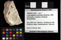 Foto (Objket + Etiketten) von Gastrodorus sp. 